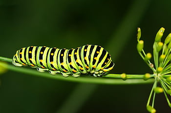 housenka, motýl, rybinou, hmyz, zvíře, fauna, letní, zblízka, makro, Příroda, rostlina