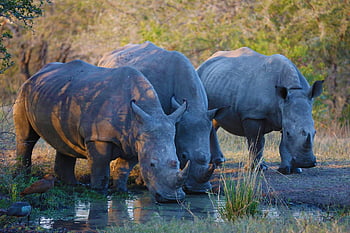 rhinos, rhino, rhinoceros, nature, africa, horn, wildlife, mammal, safari, wild, animals
