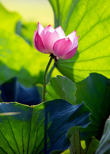 lotus, květ, krásné květiny, růžový květ, lotosové listy, lotosový květ, květinové tapety, okvětní lístky, růžové okvětní lístky, květinové pozadí, flóra