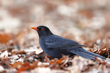 bird, common Blackbird, blackbird, beak, leaves, autumn, animal, nature, wildlife, ornithology, species