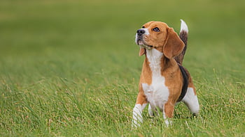 dog, running, beautiful, field, happy, friendly, active, athletic, competition, course, coursing