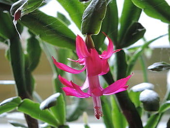 Crăciun floare cactus, inflori, roz, culoare
