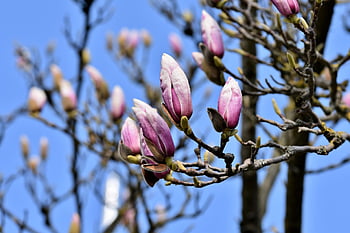 μαγνολία, δέντρο μανόλιας, Οικογένεια Magnolia, λουλούδι μανόλιας, άνθη, ροζ, Άνοιξη Bloomers, μπουμπούκι, ανθίζω, φυτό, φύση