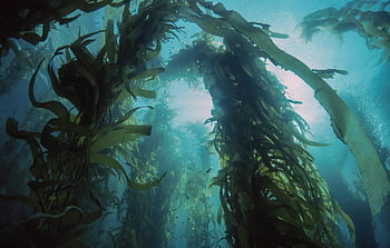 kelp, Mořská řasa, vodní rostliny, řasy, pod vodou, rostlina, voda, moře, oceán, Příroda, paprsky