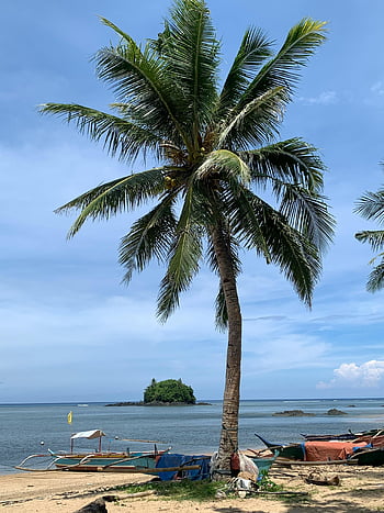 kokosový strom, tropické pláže, baras, bicol, Filipíny, palma, živé moře, plážový resort, Osamělý dlaň, ohromující tropická scenérie, Plážové lodě