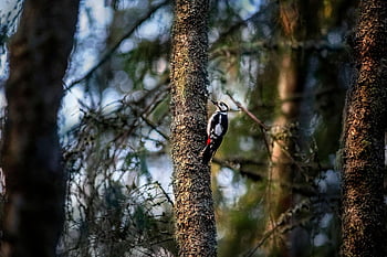 great Spotted Woodpecker, bird, forest, dendrocopos Major, animal, wildlife, fauna, wilderness, environment, nature, tree