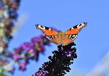孔雀の目、 バタフライ、 花の背景、 花、 受粉する、 花の壁紙、 受粉、 昆虫、 翼のある昆虫、 蝶の羽、 咲く