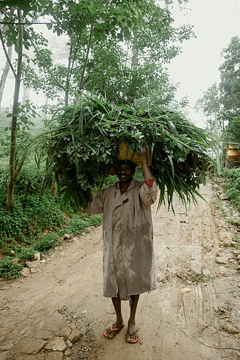 South Asian farmer, carrying bundle, grass, rural road, Sri Lanka, traditional clothing, outdoor scene, agricultural work, natural setting, rural lifestyle, carrying on head