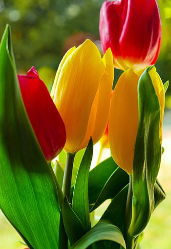 tulipán, květinové tapety, krásné květiny, květiny, vše nejlepší ke dni matek, Příroda, květinové pozadí, jaro