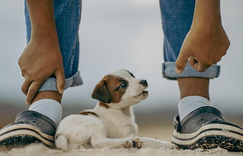jack Russell, puppy, mammal, dog, playing, cute, pet, playful, nature, animal