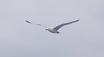 common Gull, gull, bird, flying Bird, avian, ornithology, nature, wildlife, beak, in Flight, animal