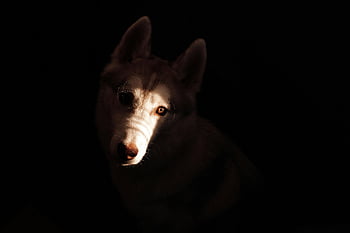 White and Brown Siberian Husky, Siberian Husky, dramatic lighting, dark background, dog face, animal photography, pet photography, canine portrait, husky eyes, husky breed, husky fur
