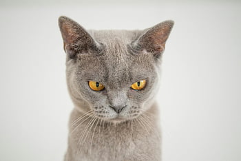 šedá kočka, Detailní fotka, žluté oči, bílé pozadí, Podrobný detail, kočičí tvář, šedá kočičí, pet fotografování, zvířecí portrét, kočičí oči, kníry
