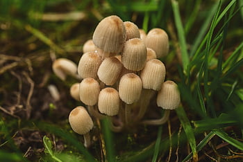 houba, podzim, Coprinellus Micaceus, houby, tráva, víla inkstand, Příroda, houbová farma, rostlina, výtrus, trávník