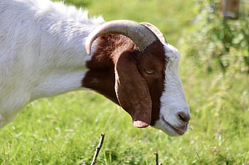 get, inhemska getter, capra, capra Aegarus, behornad, horn, natur, tamdjur, bondgårdsdjur, däggdjur, djur-