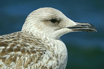 racek, pták, pláž, zvíře, peří, ornitologie, druh, fauna, ptačí, svět zvířat, pobřeží