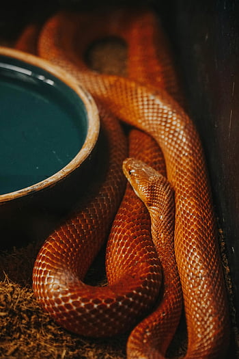 brown snake, corn snake, striking colors, terrarium, water dish, reptile enthusiasts, close-up photo, snake scales, pet snake, snake terrarium, snake care