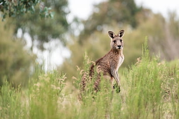 kanguru, Kanguru kelabu timur, hewan, mamalia, macropus giganteus, berkantung, macropod, herbivora, margasatwa, liar, fauna