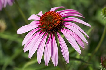 fiore, coneflower, ape, viola, echinacea, purpurea, medicinale, natura, carta da parati floreale, fioritura, bellissimi fiori