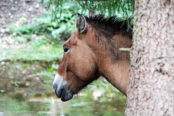wild Horses, horses, animals, przewalski Horse, takhi, nature, mongolian Wild Horse, dzungarian Horse, equine, mammals, wild Animals