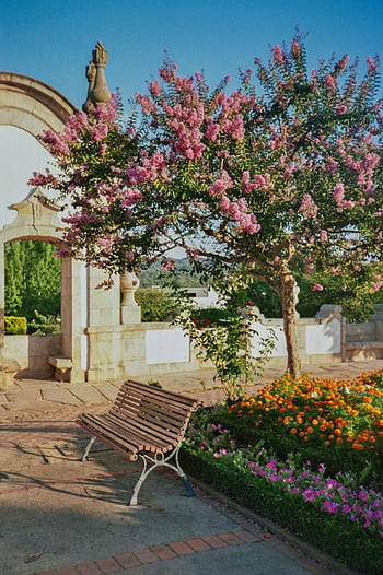 wooden bench, colorful flowers, blooming pink tree, park scene, clear blue sky, peaceful park, garden setting, outdoor seating, floral display, natural beauty, serene environment