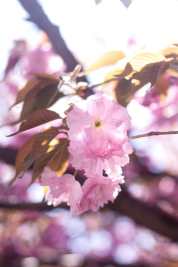 pink flower, tilt shift lens, cherry blossoms, vibrant pink, spring sunlight, close-up, blooming, warm spring, pink cherry, flower photography, nature photography