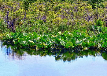 swamp, marsh, water, cabbage, skunk, wetlands, nature, wetland