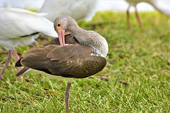 ibis, nature, limpkin, wading Bird, tropical, wetland Bird, bird, florida, long, legs, beak
