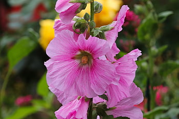 hollyhock, růžový, společná pivoňka, alcea rosea, květ, rostlina, zahrada, Zahrada Hollyhock, mallow rodina, okrasné rostliny, malvaceae