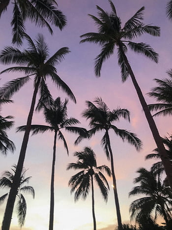 tropical palm trees, vibrant sunset sky, silhouette palm trees, stunning sunset, Philippines, tropical sunset, palm tree silhouette, sunset sky, tropical landscape, sunset palm trees, tropical scenery