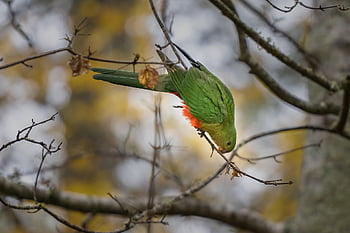 papoušek australský král, Papoušek, pták, královský papoušek, alisterus scapularis, zvíře, volně žijících živočichů, samice pták, peří, zobák, účtovat