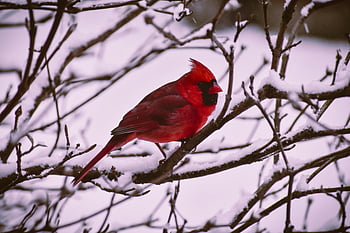 Northern Cardinal, red bird, black bird, winter landscape, snowy branches, vibrant bird, perched bird, winter scene, red and black bird, bird illustration, snowy tree branches
