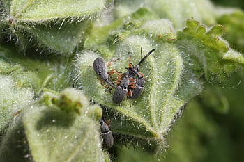 weevils, pairing, stock Rose, nature, beetle, insect, green, animals, creature