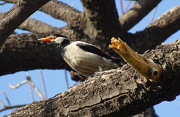 bird, pied Myna, starling, nature, asian Pied Starling, gracupica Contra, fauna, wildlife, india