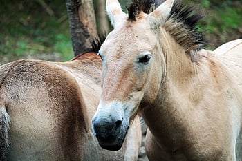 wild Horses, horses, animals, przewalski Horse, takhi, mongolian Wild Horse, dzungarian Horse, equine, mammals, nature, wild Animals