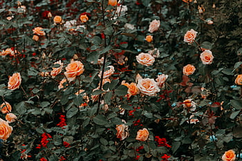 orange roses, rose garden, blooming roses, nature's beauty, vibrant garden, freshness, outdoor flowers, floral scene, garden photography, natural beauty, orange rose blooms