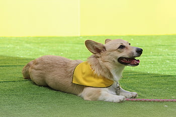 corgi, velení psa, pobyt, soutěž psů, důvěra, příloha, společnost, úcta, uklidnit, Zkusenosti, stop
