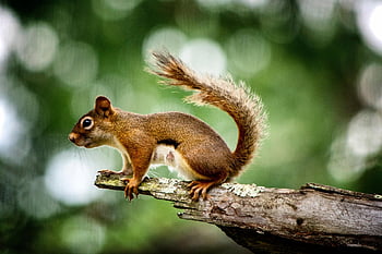 squirrel, rodent, wildlife, forest, wilderness, nature, animal, animal World, verifiable Kitten, nager, forest Animal