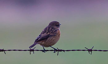 stonechat, small Bird, songbird, perched, post, winter, orange, feather, bird, avian, beak