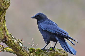 carrion Crow, tree, winter, bird, crow, park, nature