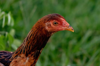 bird, feathers, chick, chicken, nature, agriculture, animal, avian, beak, countryside, domestic