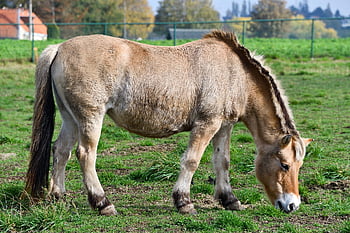 kůň, pastvy, hospodařit, pást se, pastvina, tráva, pole, ranč, paddock, hnědý kůň, hříva