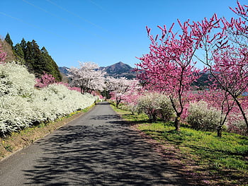 cherry Blossoms, trees, avenue, road, street, nature, empty Road, landscape, blue Sky