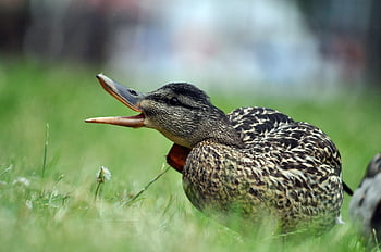 duck, wild Duck, bird, species, grass, nature