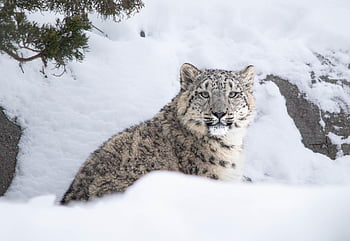 leopard, wildlife, animal, nature, mammal, snow, winter, mountains