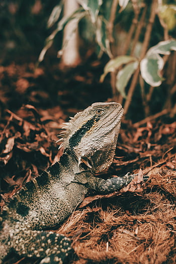 Brown and Black Bearded Dragon, Brown Dried Leaves, Australian water dragon, Brisbane, textured scales, close-up, reptile, wildlife, nature, outdoors, lizard