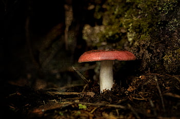 houba, Příroda, Červené, podzim, toxický, jedovatý, les, přírodní, strom, nebezpečný, houbové