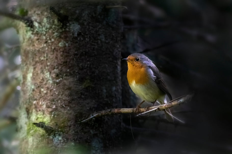 červenka, pták, posazený, evropský robin, zvíře, peří, zobák, účtovat, pozorování ptáků, ornitologie, živočišného světa