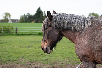 belgian Draft, hd Wallpaper, horse, mammal, animal, equine, ungulate, domestic Animal, farm, meadow, equidae