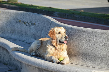 Pes, Zlatý retriever, zvíře, psí park, a coruña, la coruna, Španělsko, galicie, venku, domácí zvíře, psí